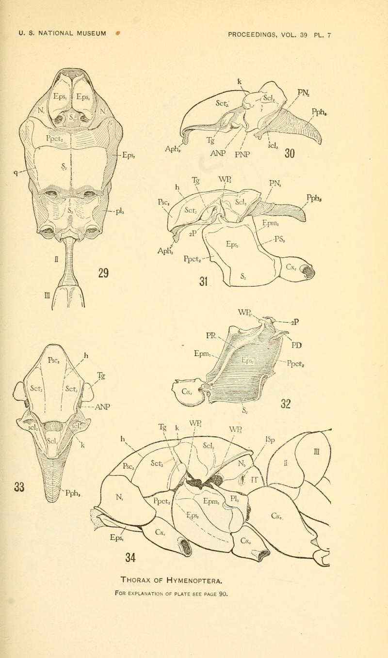 Snodgrass 1911 Plate 7