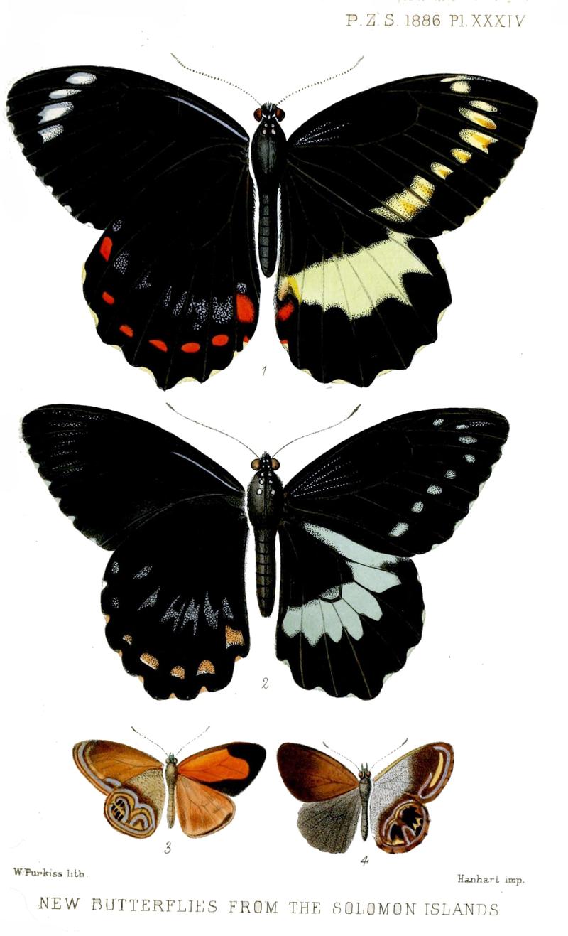 New butterflies from the Solomon Islands