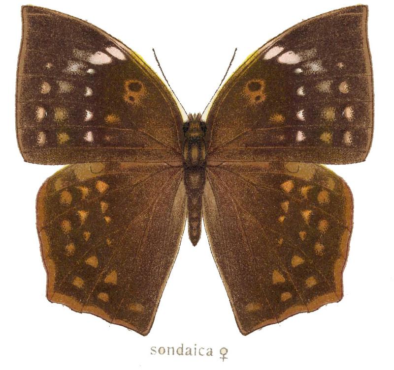 Sondiacafemale
