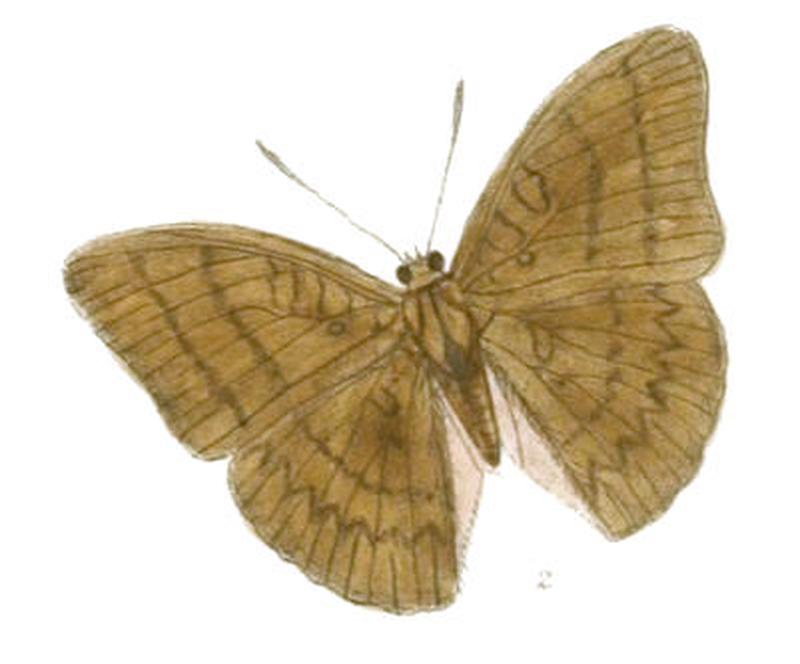 SonepisaKanda223 2
