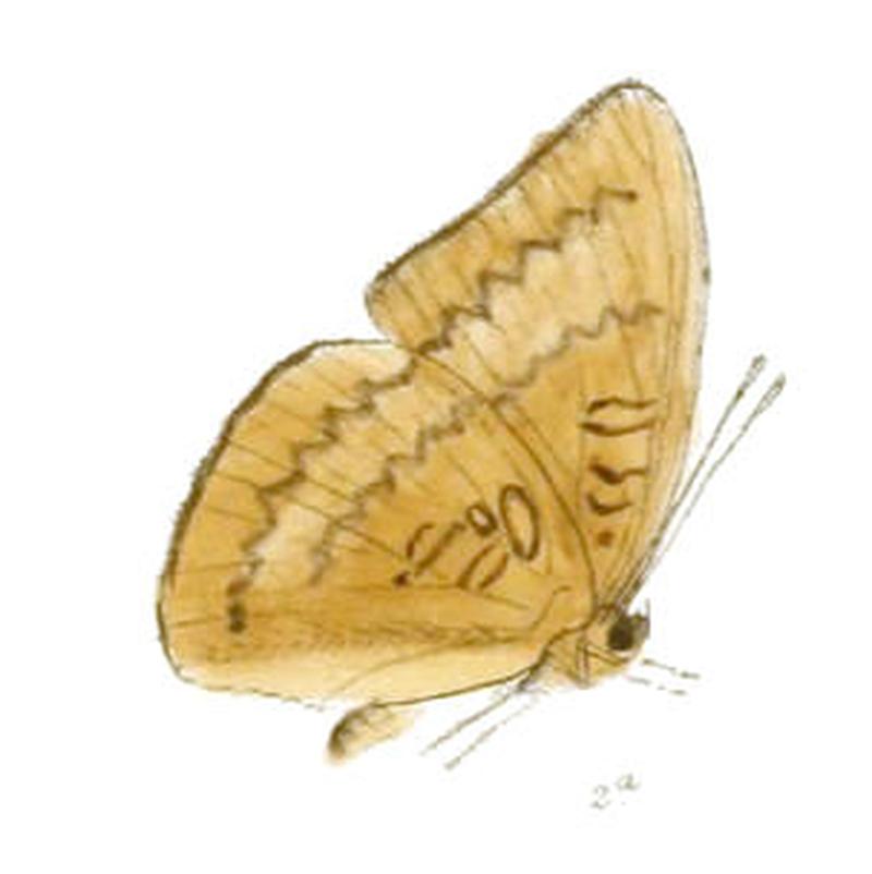 SonepisaKanda223 2a