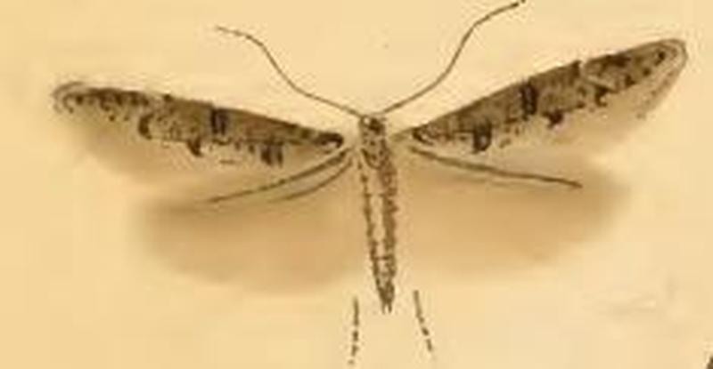 Sorhagenia rhamniella