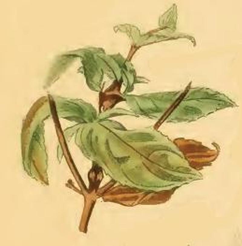 Sorhagenia rhamniella a shoot of buckthorn drooping from larval feeding