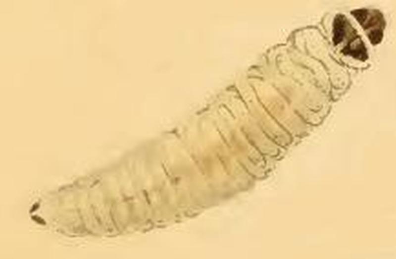 Sorhagenia rhamniella larva