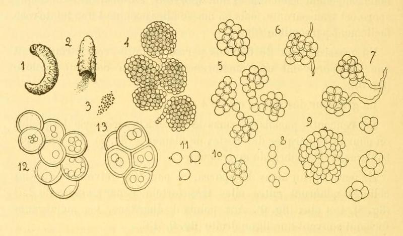Sorosporella agrotidis (Sorokin, 1869)