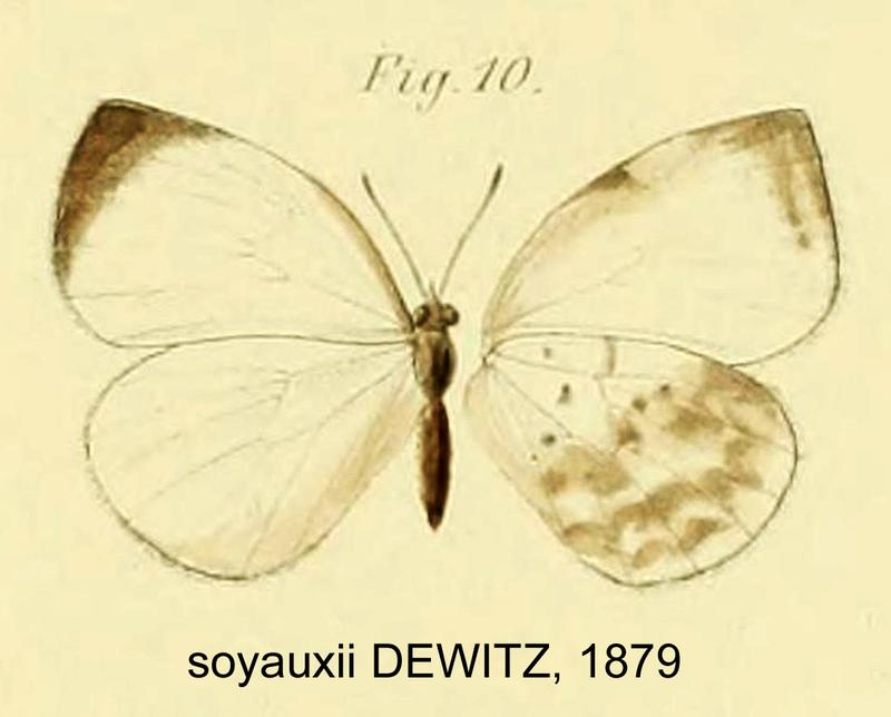SoyauxiiDewitz1879OD
