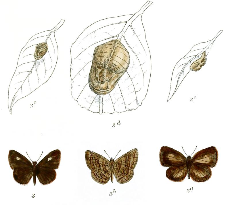 Spalgius epius