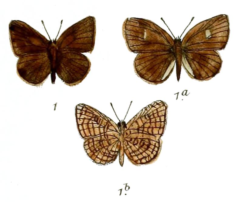 Spalgius nubilus