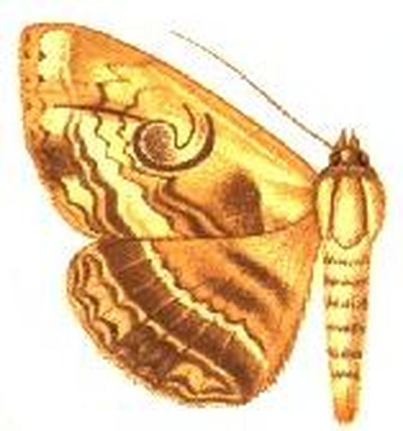 Speiredonia calaoensis female