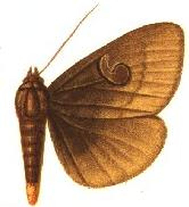 Speiredonia calaoensis male