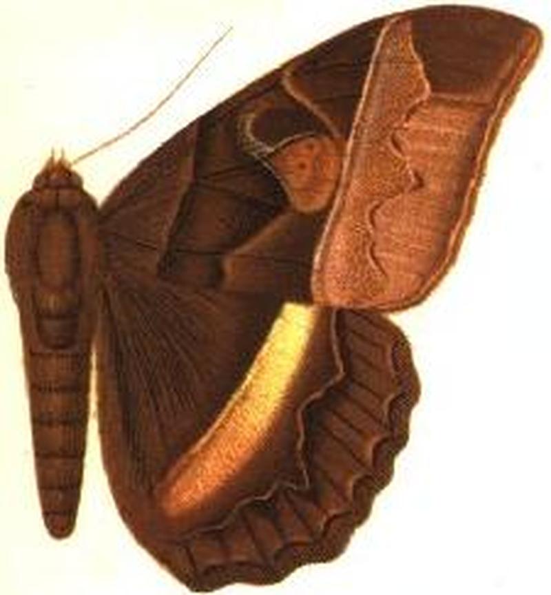 Speiredonia japonica female