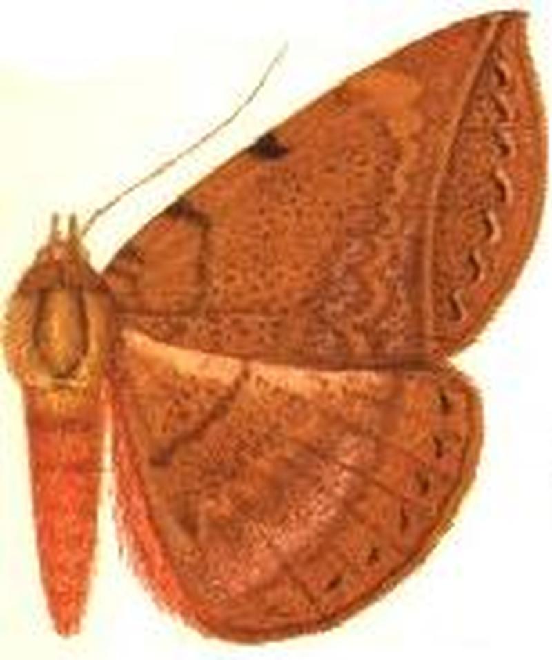 Speiredonia japonica male