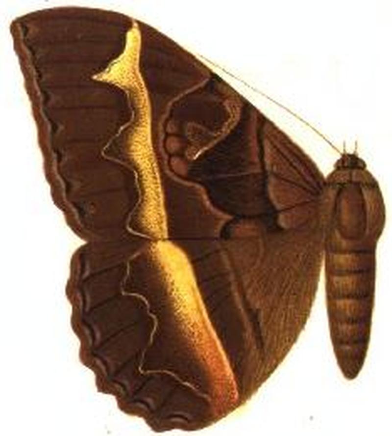 Speiredonia recessa female