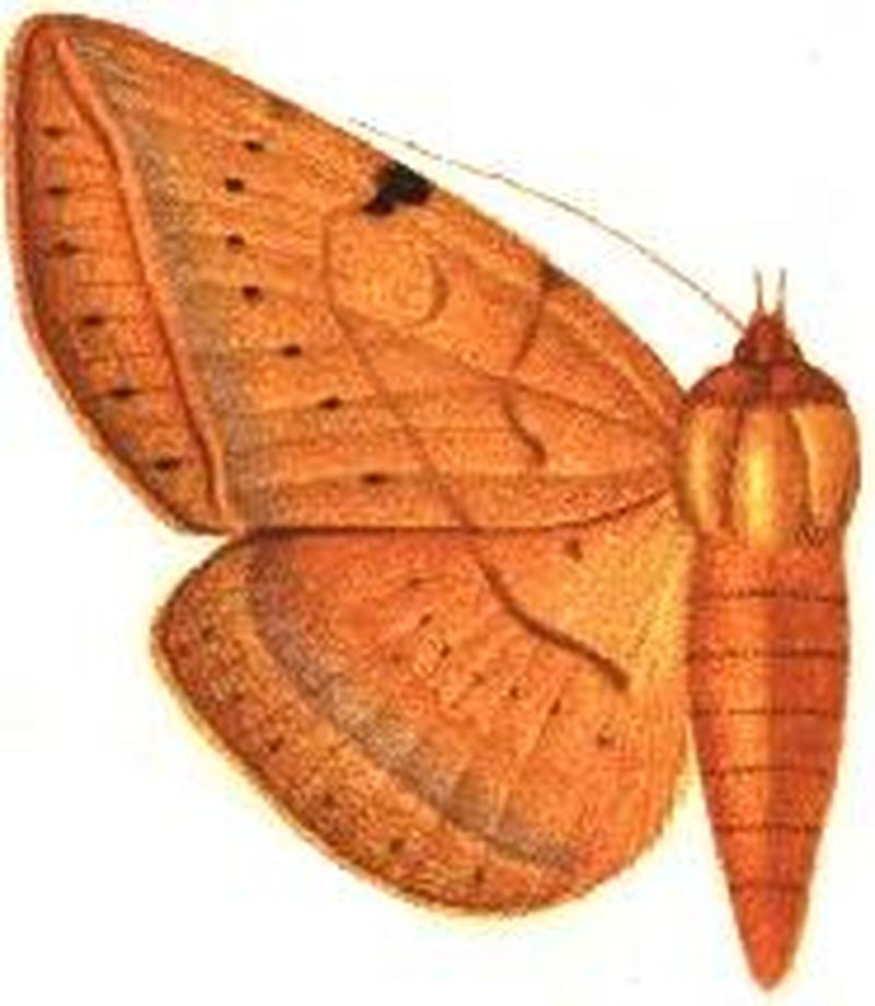 Speiredonia recessa male