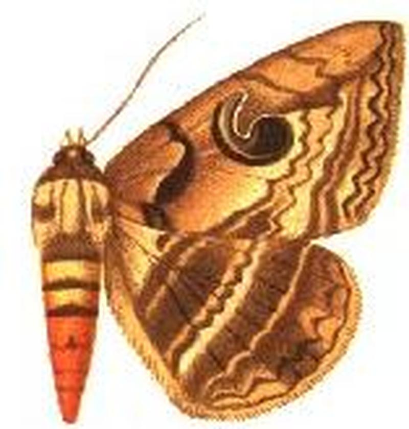 Speiredonia remota female