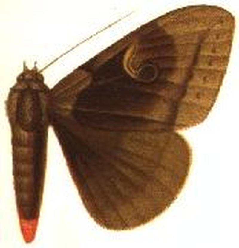 Speiredonia remota male