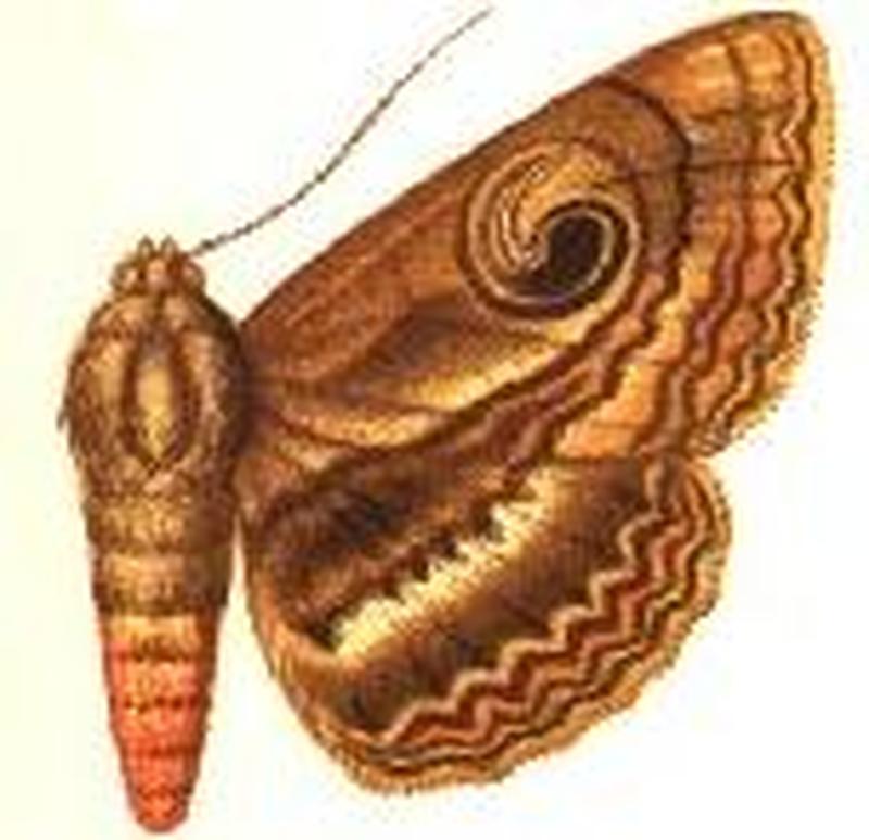 Speiredonia revolvens female