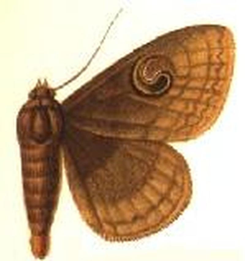 Speiredonia revolvens male