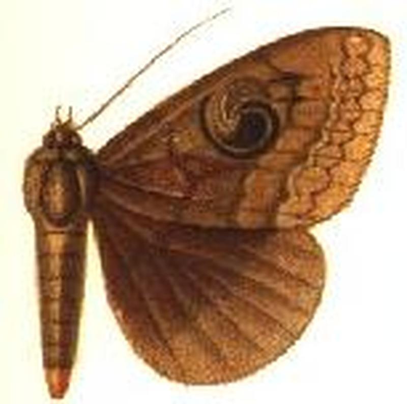 Speiredonia sumbana male