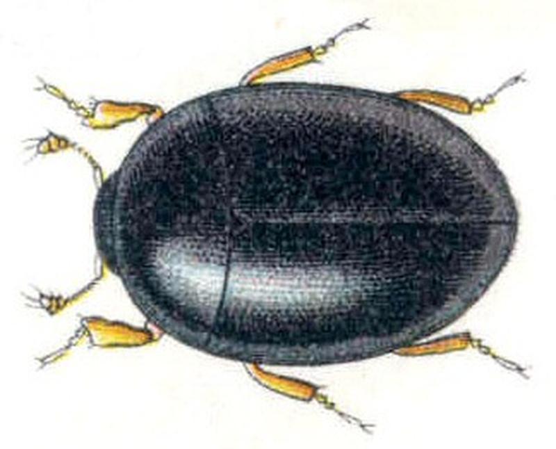 Sphaerius.acaroides.Reitter.tafel64 (rotated)