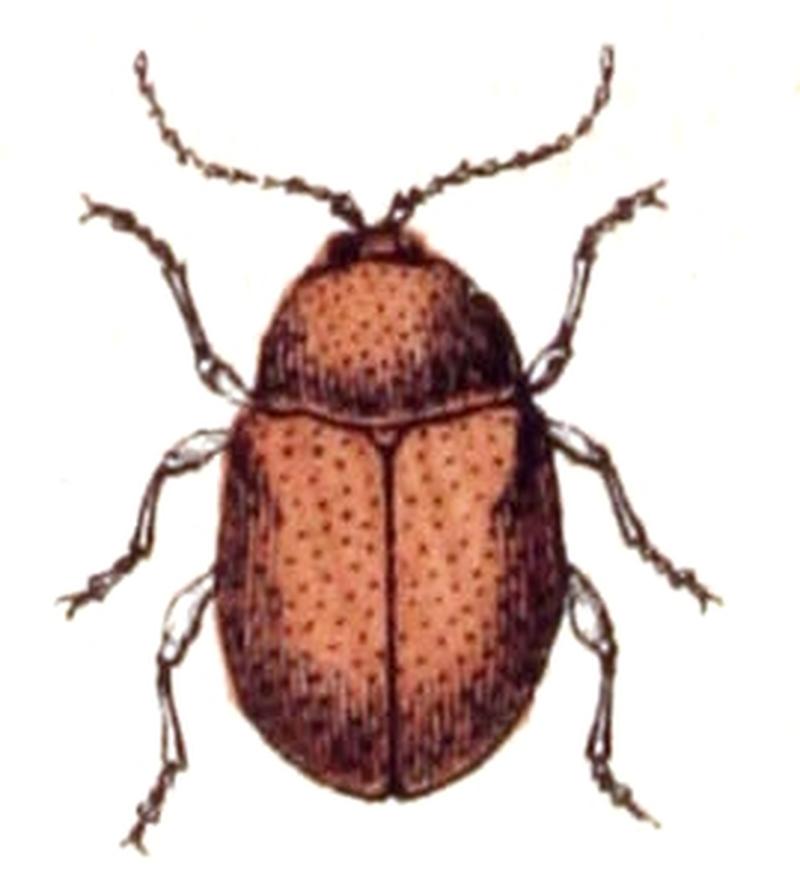 Sphaeroderma.testaceum.-.calwer.43.23