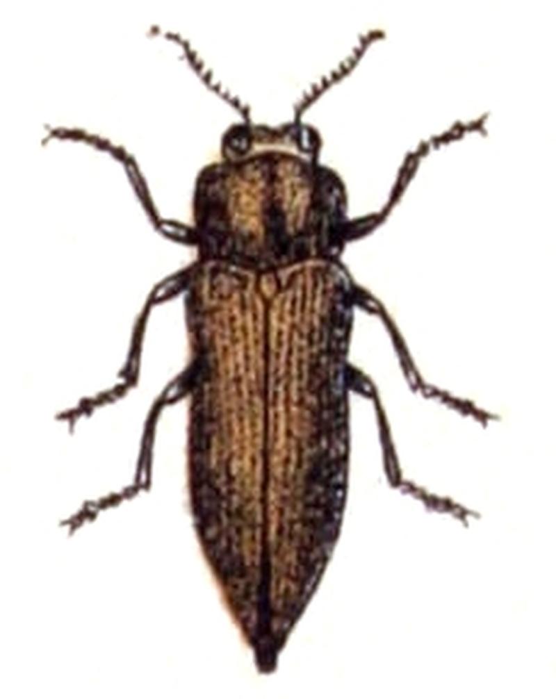 Sphenoptera.rauca.-.calwer.24.05