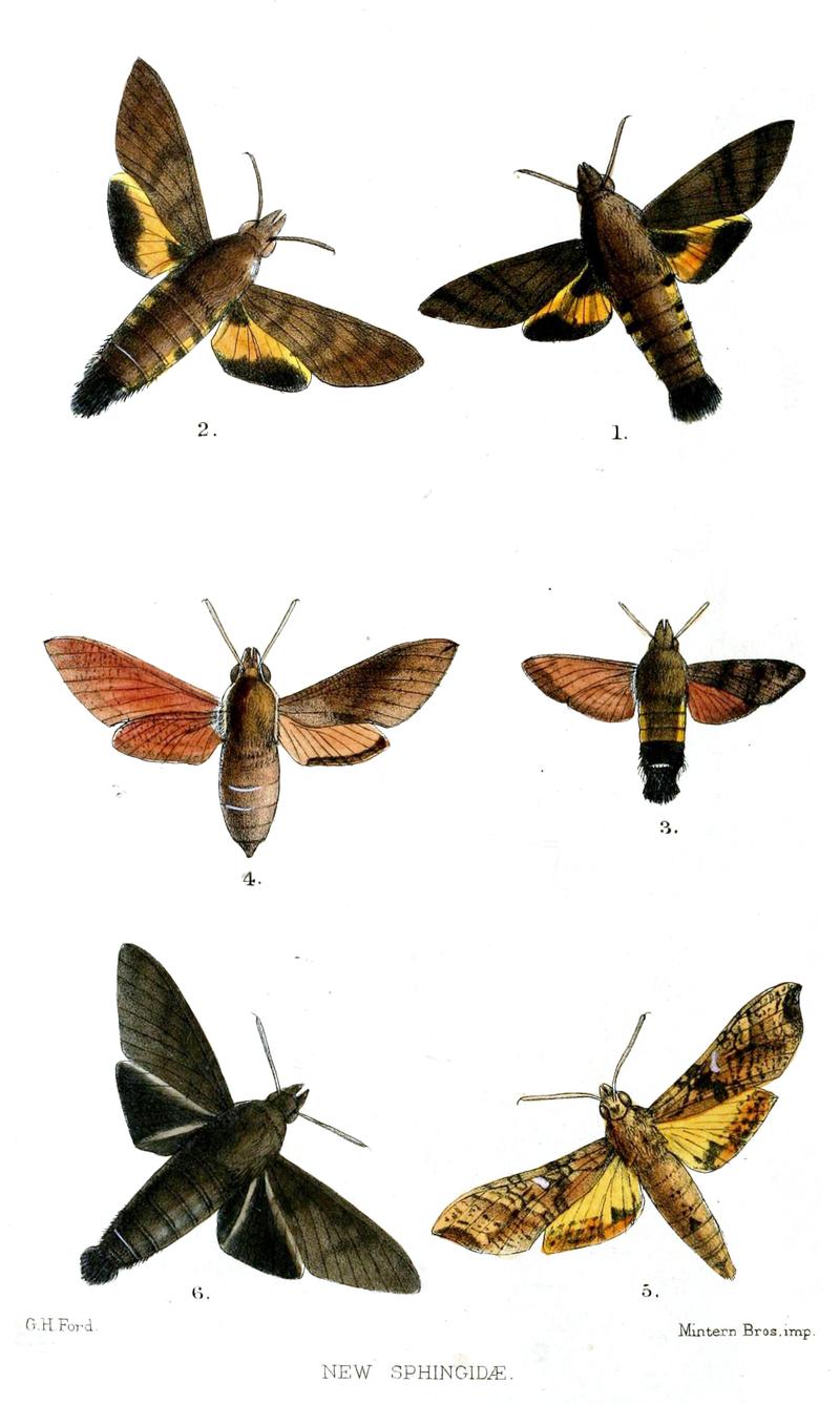 Sphingidae1Ford1875