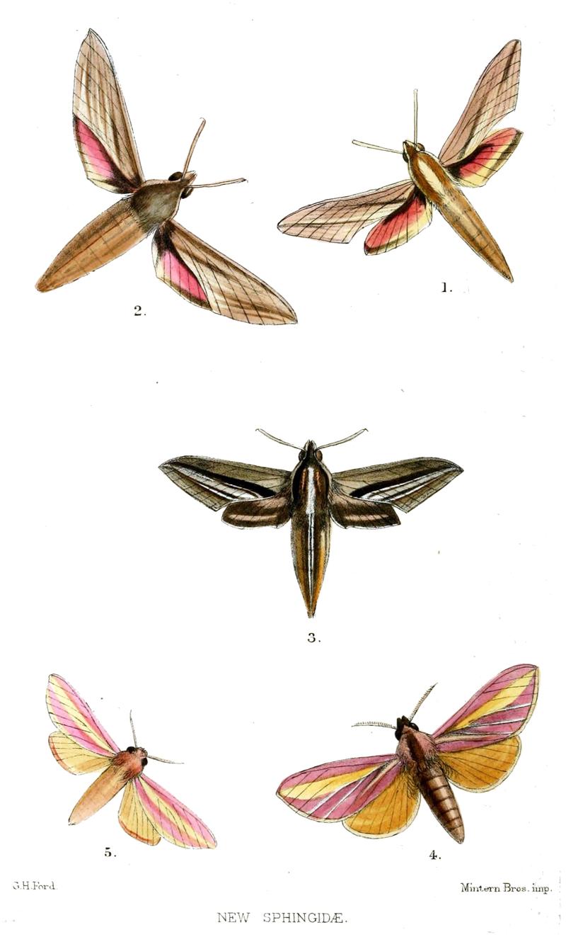 Sphingidae Chaerocampa elegans C gracilis C argenteata Leucophlebia rosacea L bicolor