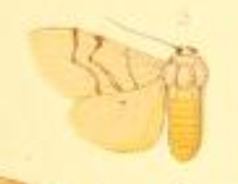 Spilosoma curvilinea