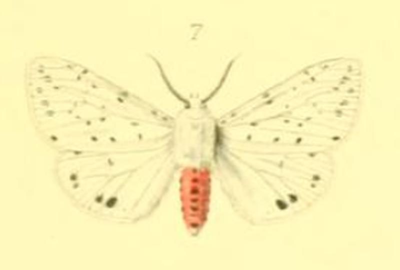 Spilosoma doerriesi