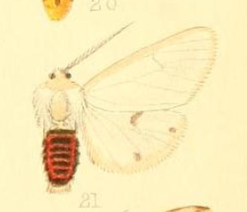 Spilosoma erythrozona