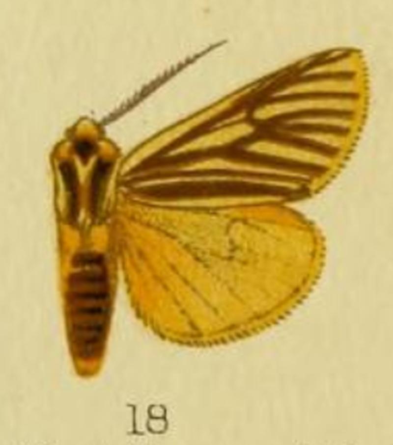 Spilosoma euryphlebia