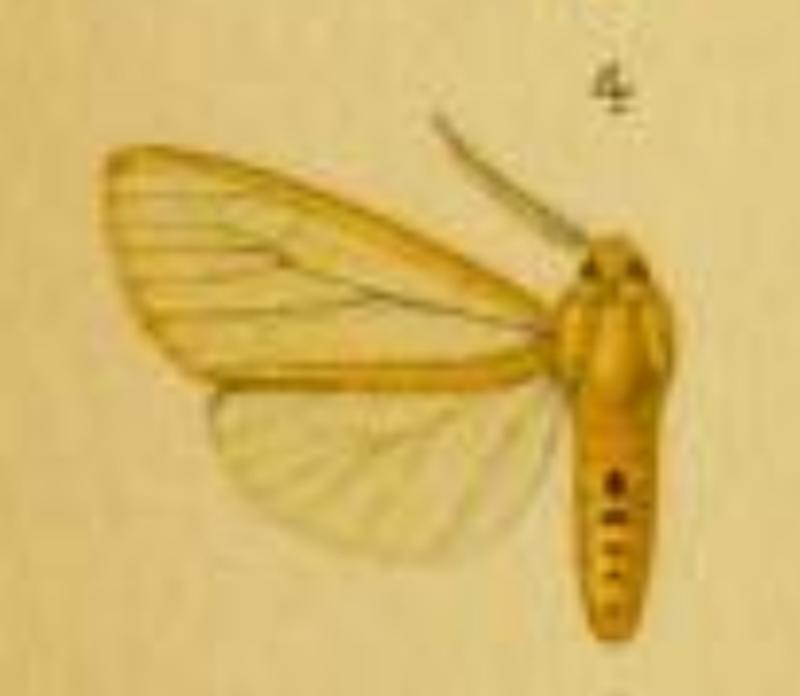 Spilosoma gynephaea