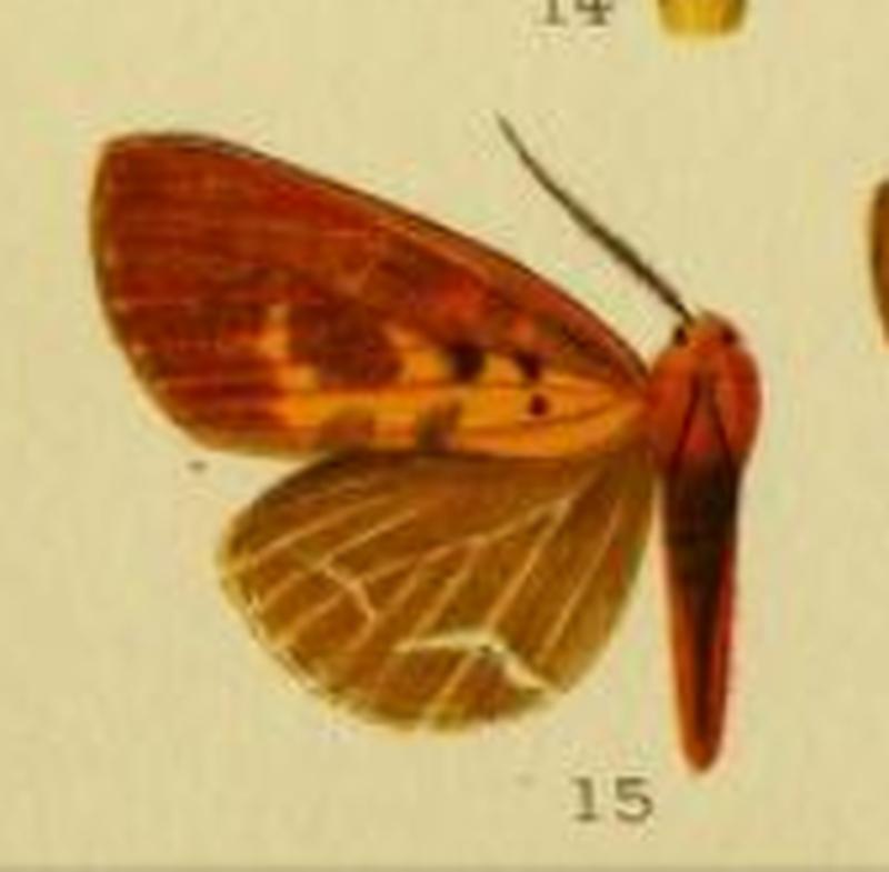 Spilosoma ignivagans