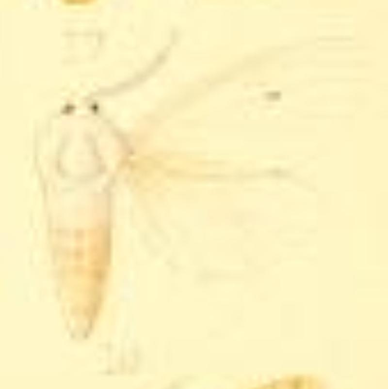 Spilosoma jussiaeae
