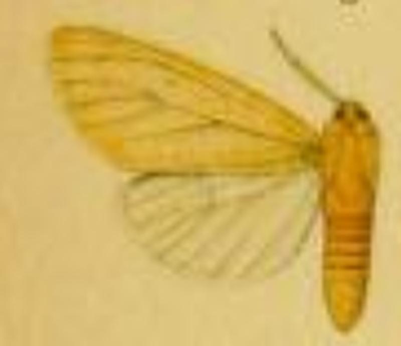 Spilosoma karschi