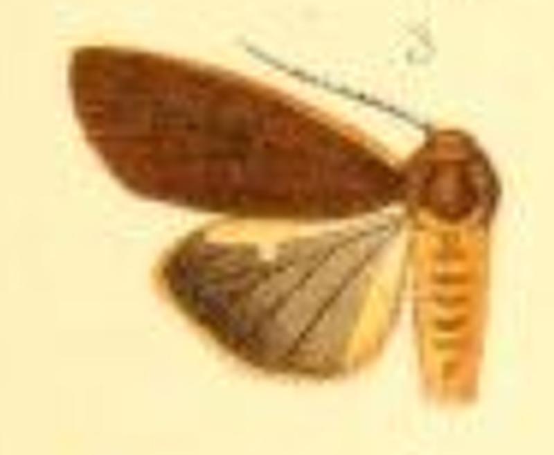 Spilosoma melanimon