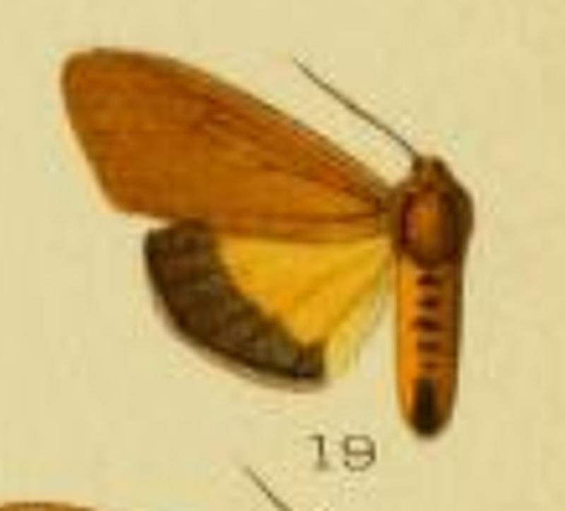 Spilosoma nigrocastanea