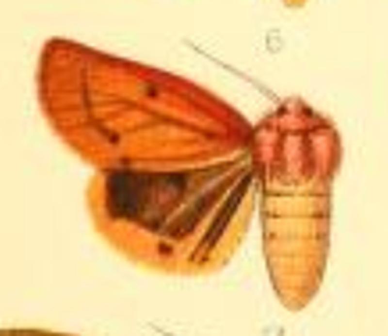 Spilosoma pterdis