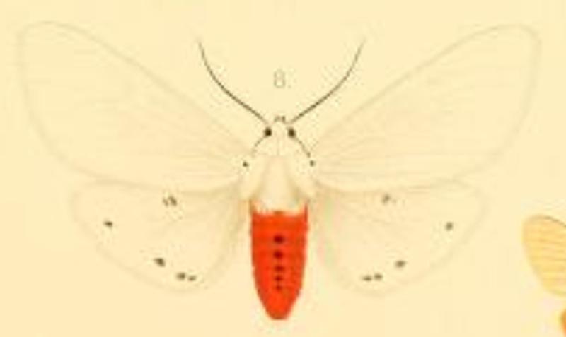 Spilosoma rubidus