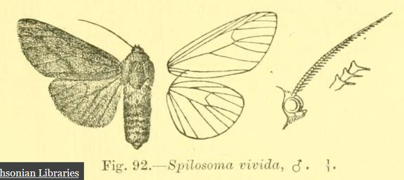 Spilosoma vivada