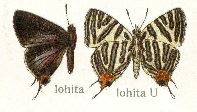 Spindasis lohita