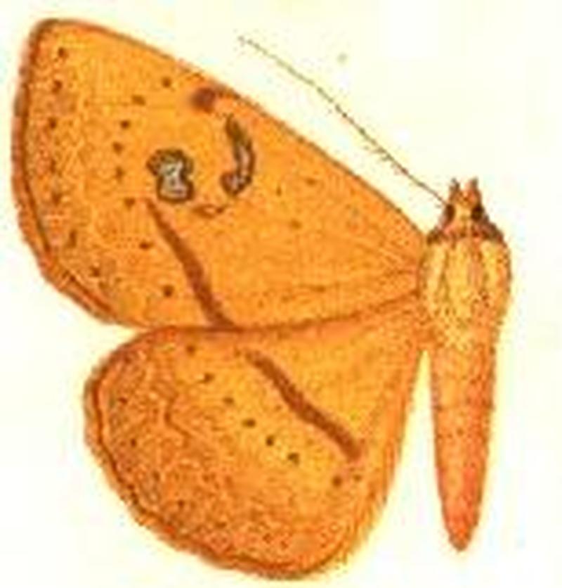 Spirama griseisigma