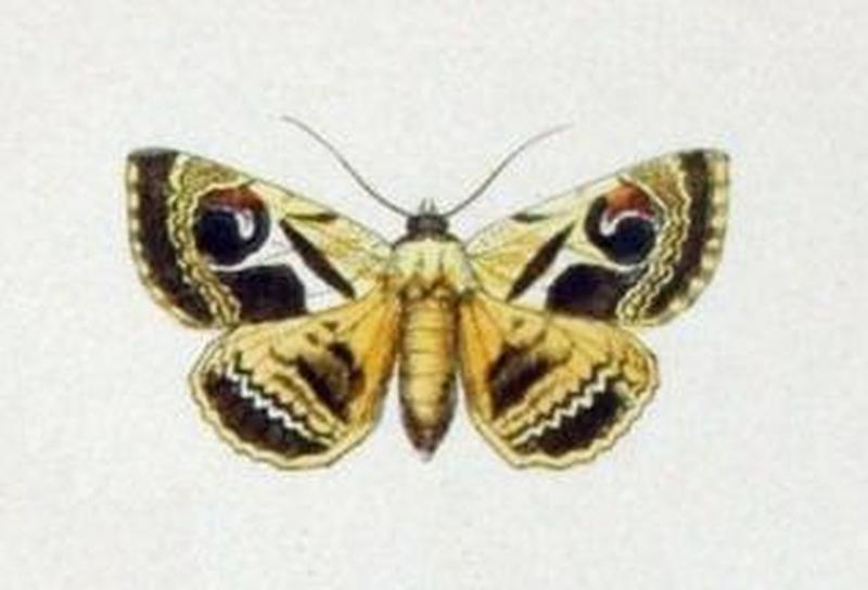Spirama lucida NovaraExpZoologischeTheilLepidopteraAtlasTaf113