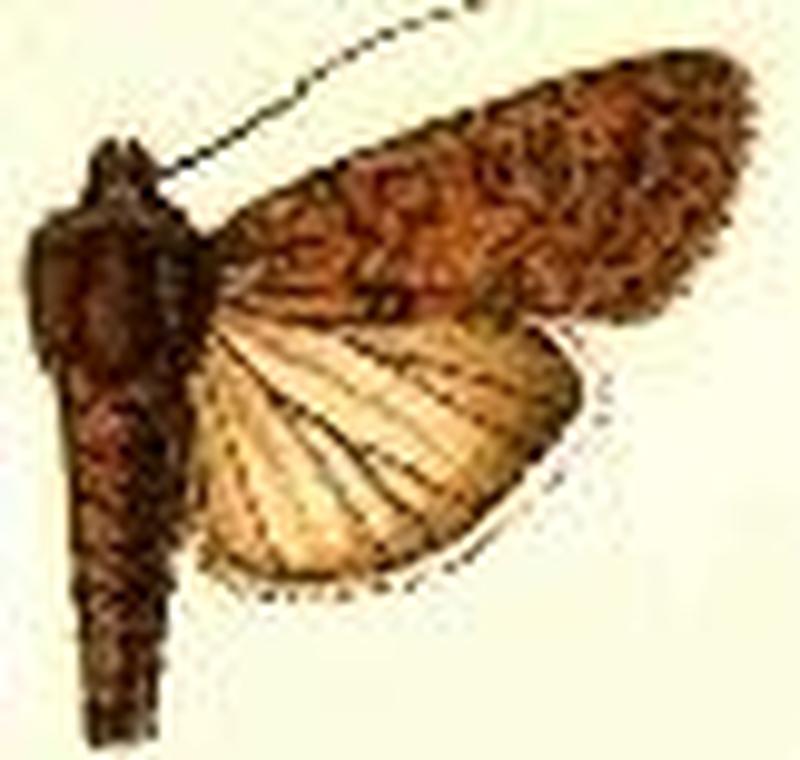 Spodoptera exigua