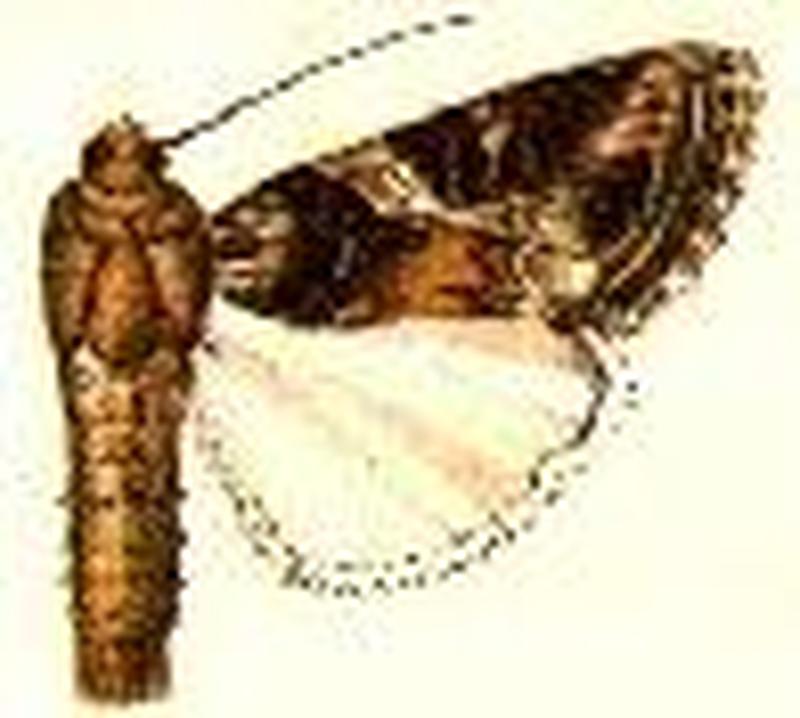 Spodoptera ornithogalli2