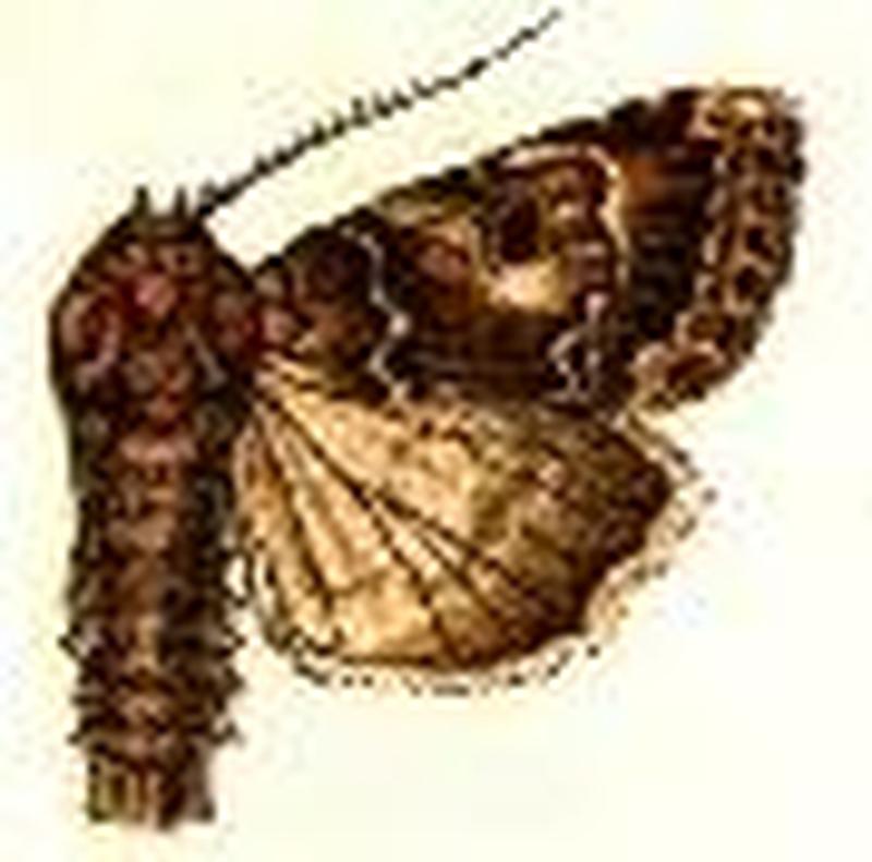 Spodoptera umbraculata