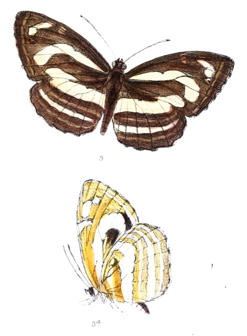 StabrobatesManasaM 295 3