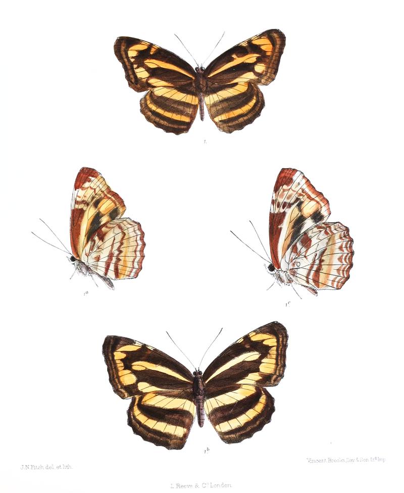StabrobatesRadha 294 1
