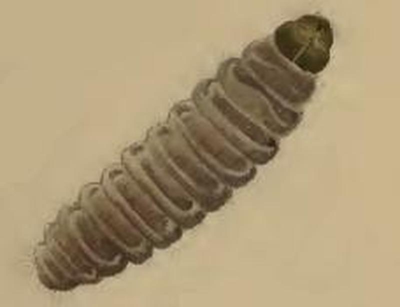 Stathmopoda pedella larva